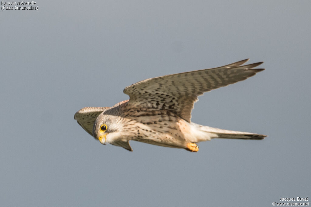 Common Kestrel female adult, aspect, pigmentation, Flight, fishing/hunting