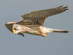 Common Kestrel