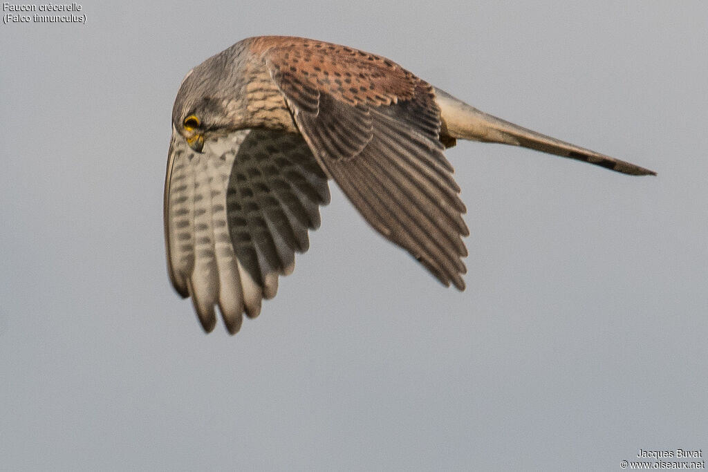 Common Kestrel male adult, aspect, pigmentation, Flight, fishing/hunting