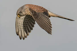 Common Kestrel