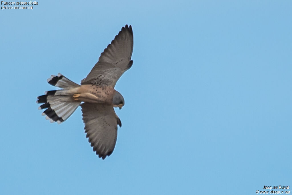 Lesser Kestrel male adult