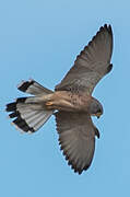 Lesser Kestrel