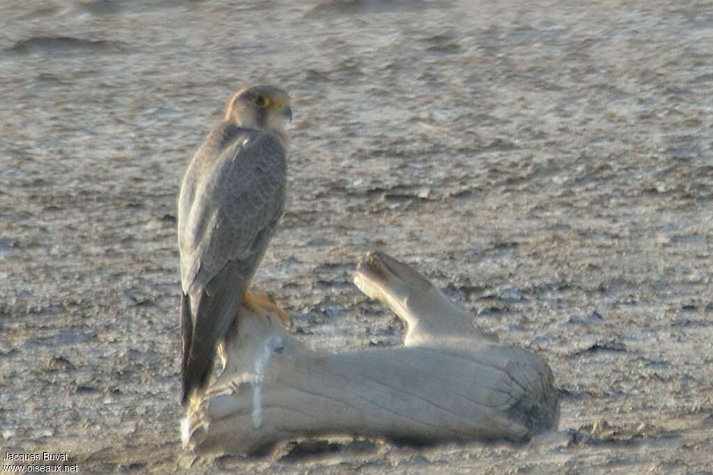 Barbary Falconadult, identification