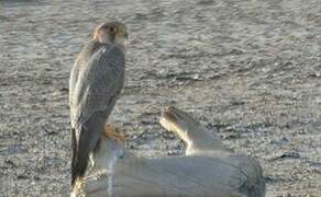 Peregrine Falcon (pelegrinoides)