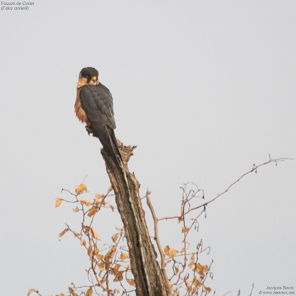 African Hobby male adult