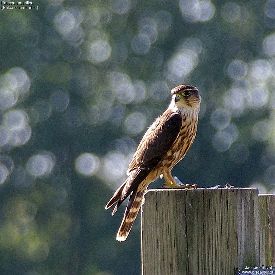 Merlin female adult, close-up portrait, aspect, pigmentation