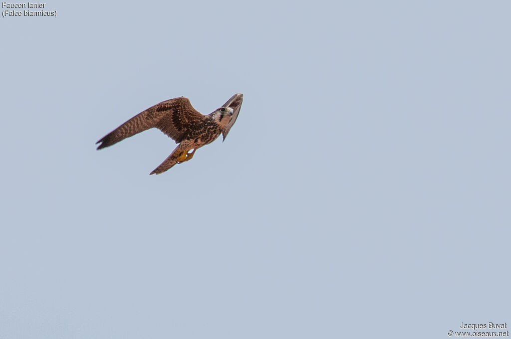 Lanner Falconimmature, aspect, pigmentation, Flight