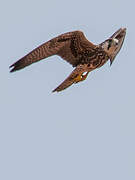 Lanner Falcon