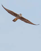 Lanner Falcon