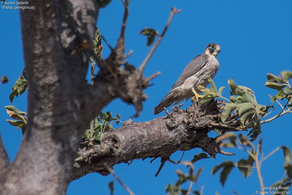 Peregrine Falconjuvenile