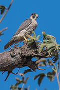 Peregrine Falcon