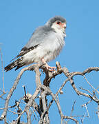 Pygmy Falcon