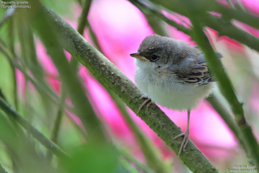 Common Whitethroatjuvenile