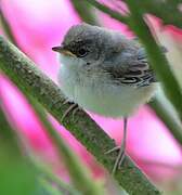 Common Whitethroat