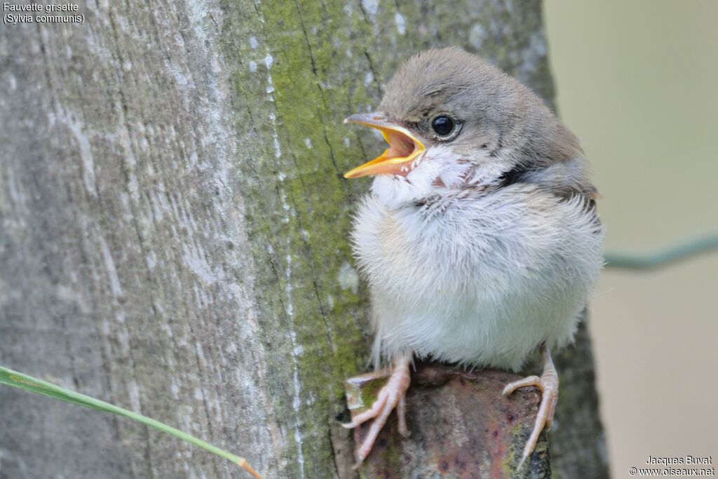 Common Whitethroatjuvenile