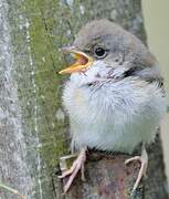 Common Whitethroat