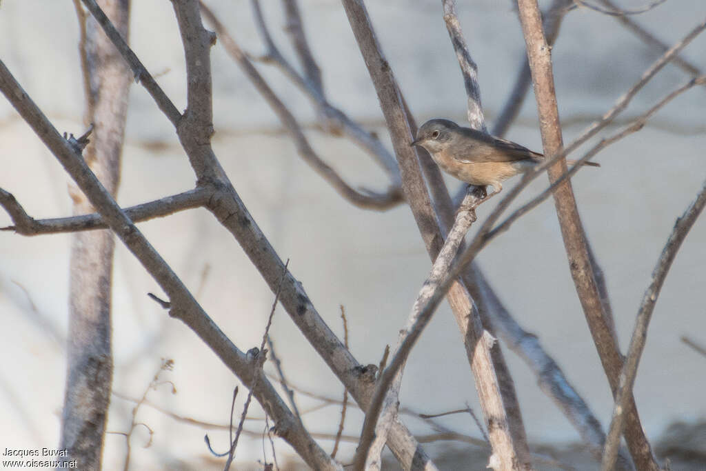 Western Subalpine Warbler female adult post breeding, identification