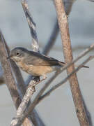 Western Subalpine Warbler