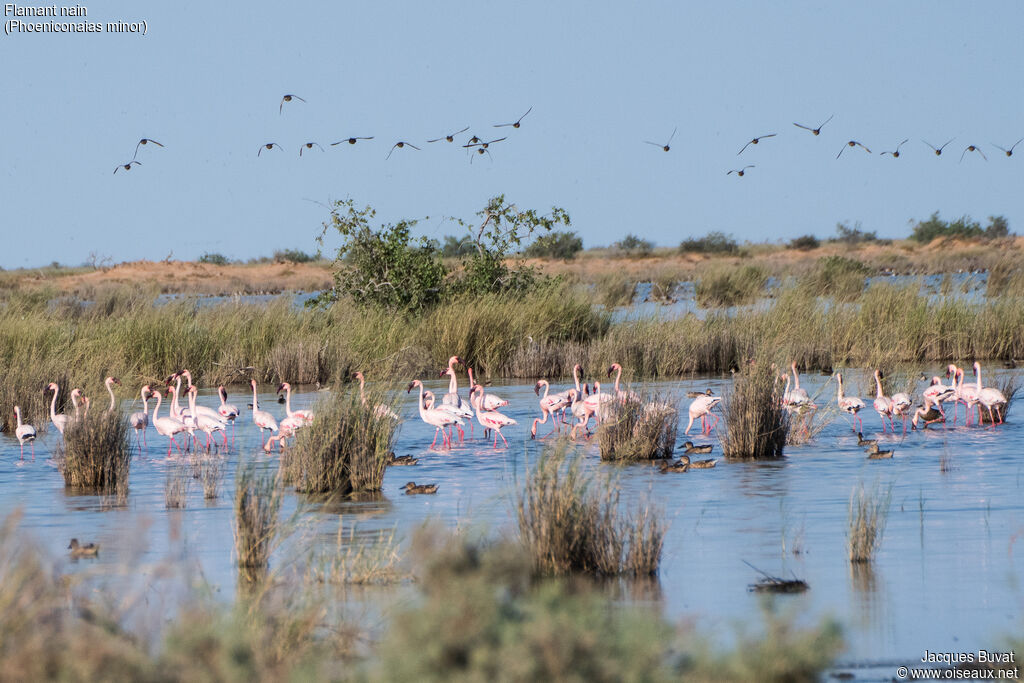 Lesser Flamingoadult