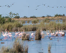 Lesser Flamingo