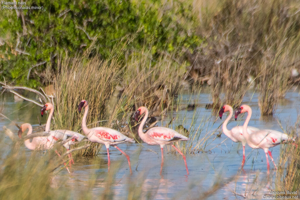 Flamant nainadulte