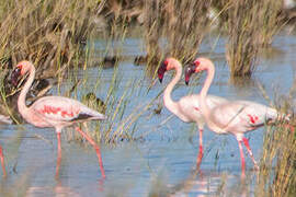 Lesser Flamingo