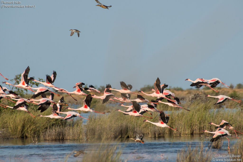 Lesser Flamingoadult