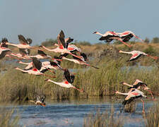 Lesser Flamingo