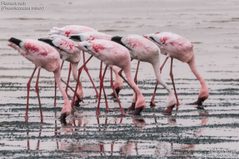 Lesser Flamingoadult breeding, habitat, aspect, pigmentation