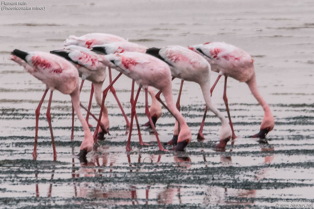 Flamant nainadulte nuptial, habitat, composition, pigmentation