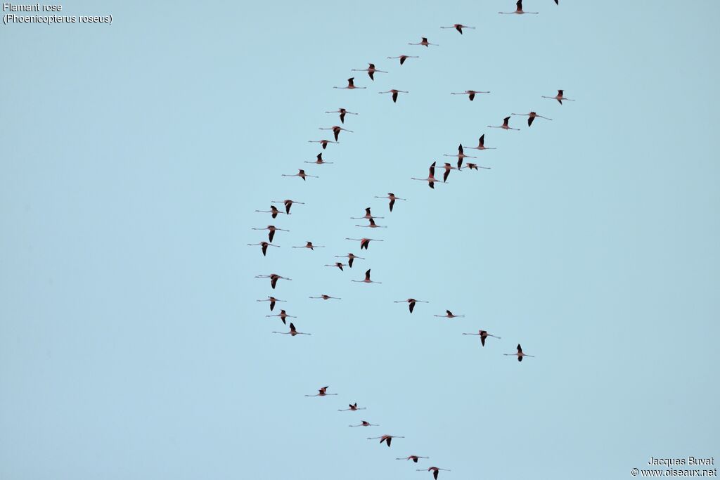 Greater Flamingo
