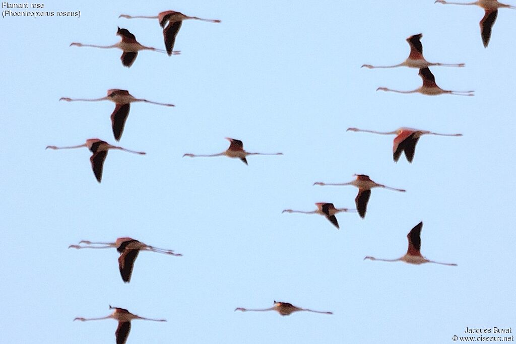 Flamant rose, identification, Vol, Comportement