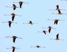 Greater Flamingo