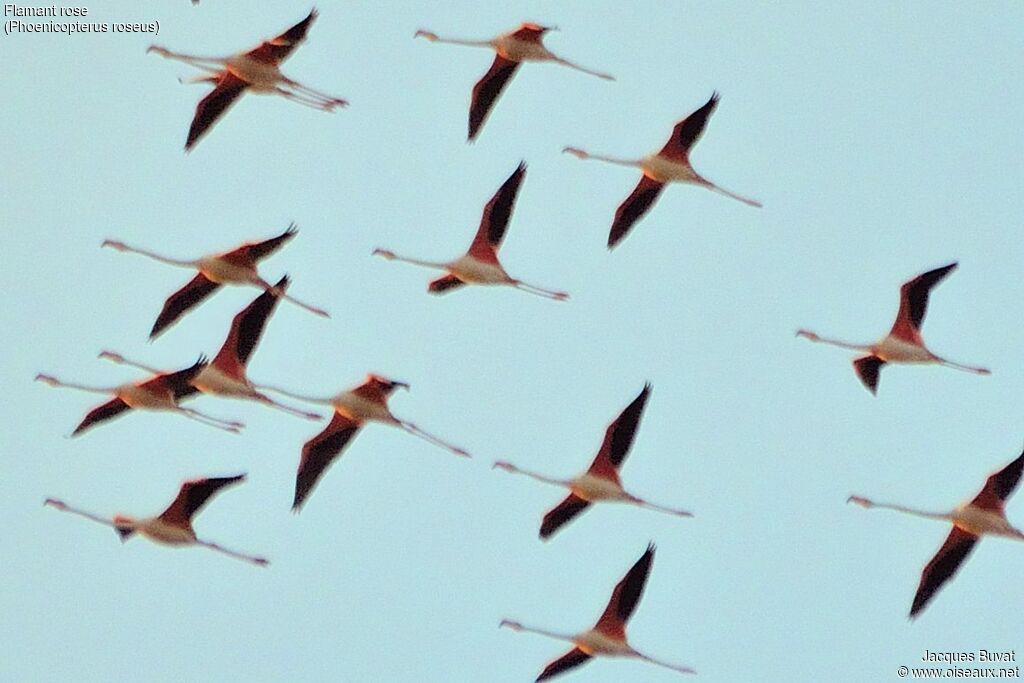 Greater Flamingo, identification, Flight, Behaviour