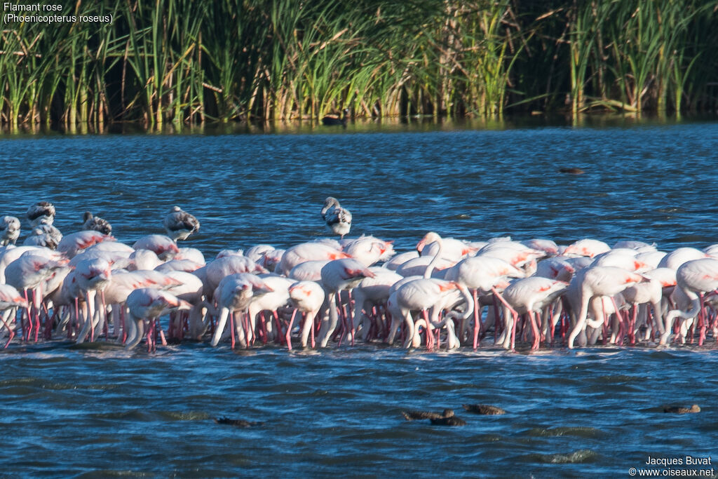 Flamant rose, habitat, composition, pigmentation, marche, pêche/chasse, mange