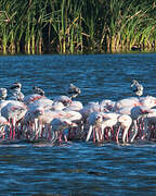 Flamant rose