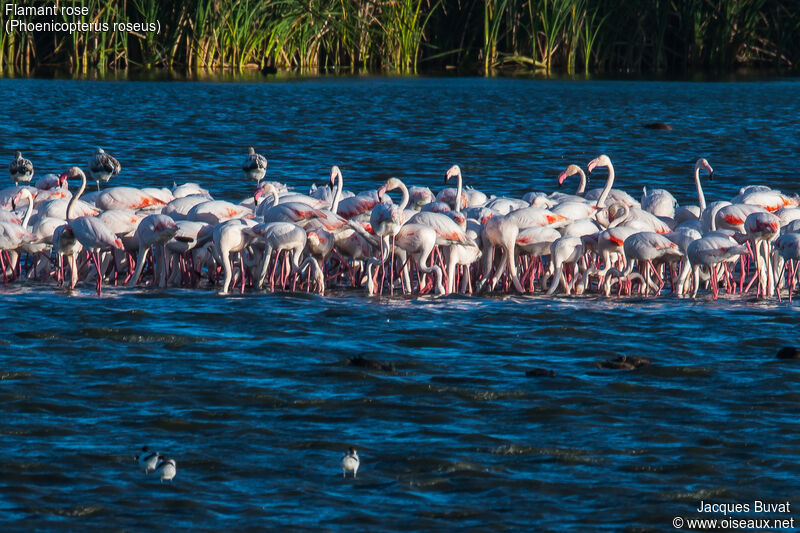 Greater Flamingo, habitat, aspect, pigmentation, walking, eats