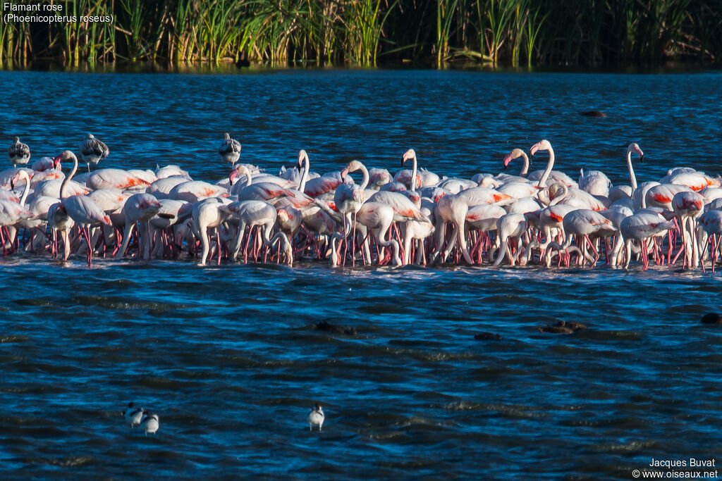 Greater Flamingo, habitat, aspect, pigmentation, walking, eats