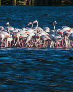 Flamant rose