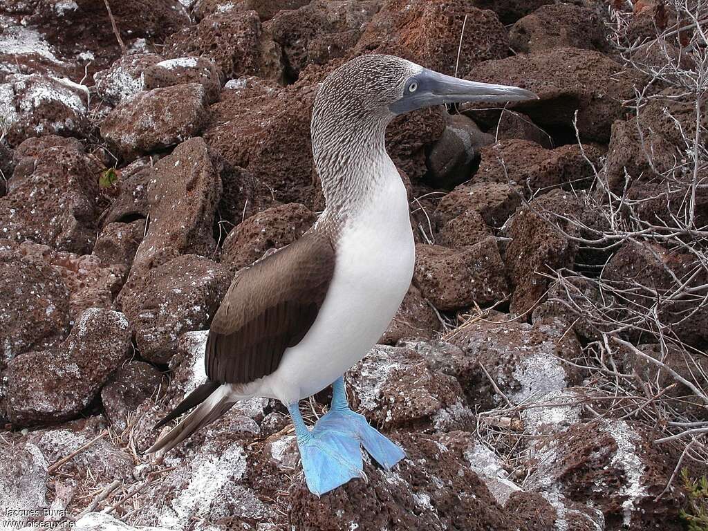 Fou à pieds bleusadulte