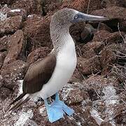 Blue-footed Booby