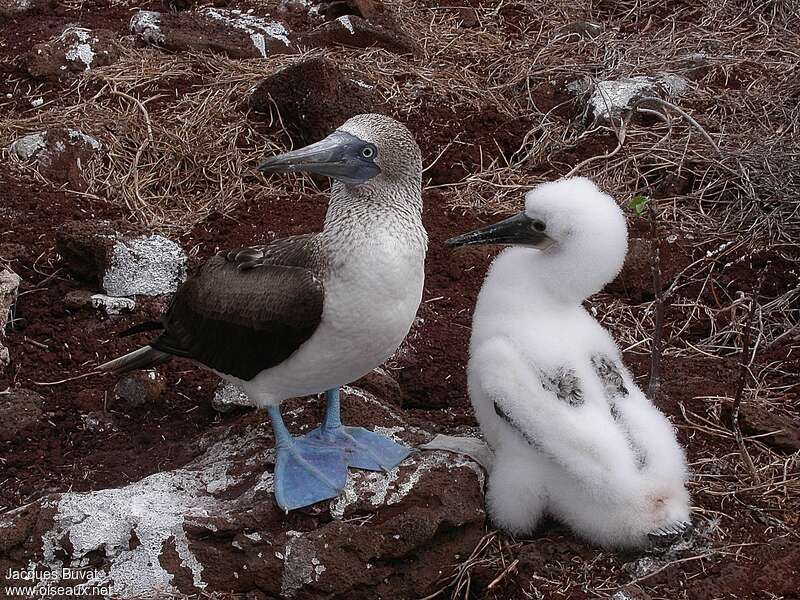 Blue-footed Booby, Reproduction-nesting