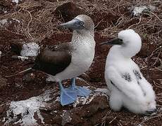 Blue-footed Booby