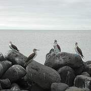 Blue-footed Booby