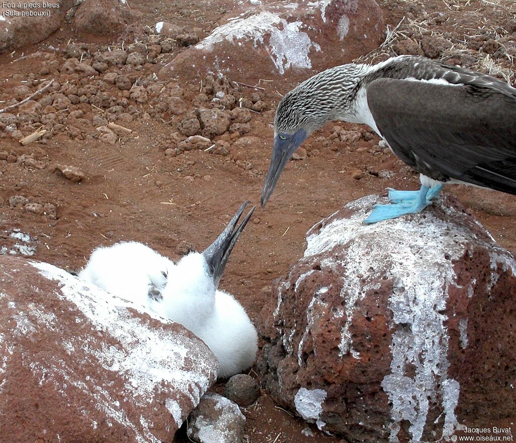 Blue-footed Booby