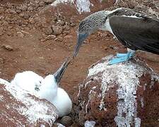 Blue-footed Booby