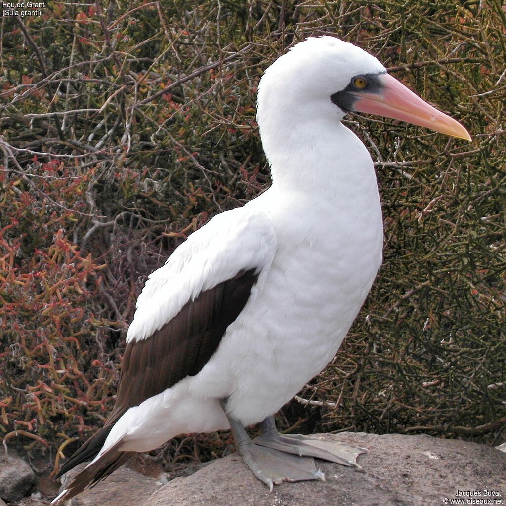 Nazca Boobyadult