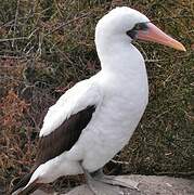 Nazca Booby