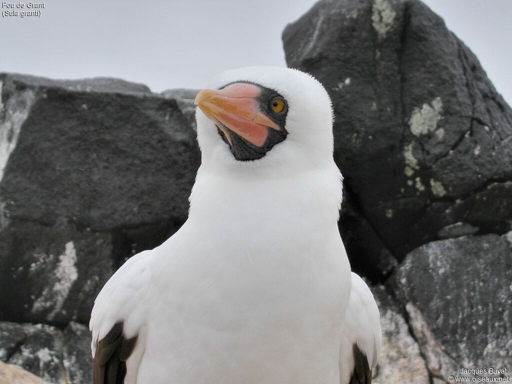 Nazca Boobyadult