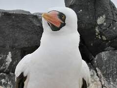 Nazca Booby